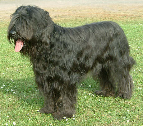 Champion alou du chateau magic